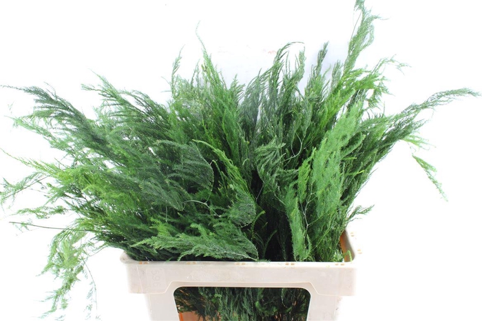 <h4>Asp S Pyramidalis</h4>