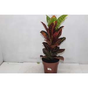 CROTON HIBRIDO PETRA P17