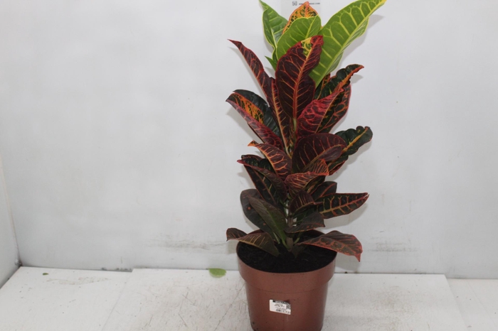 <h4>CROTON HIBRIDO PETRA P17</h4>