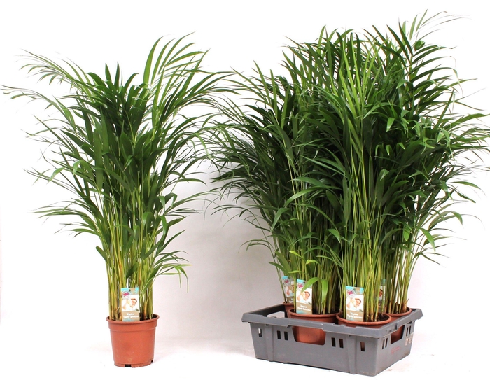 <h4>Areca P19</h4>