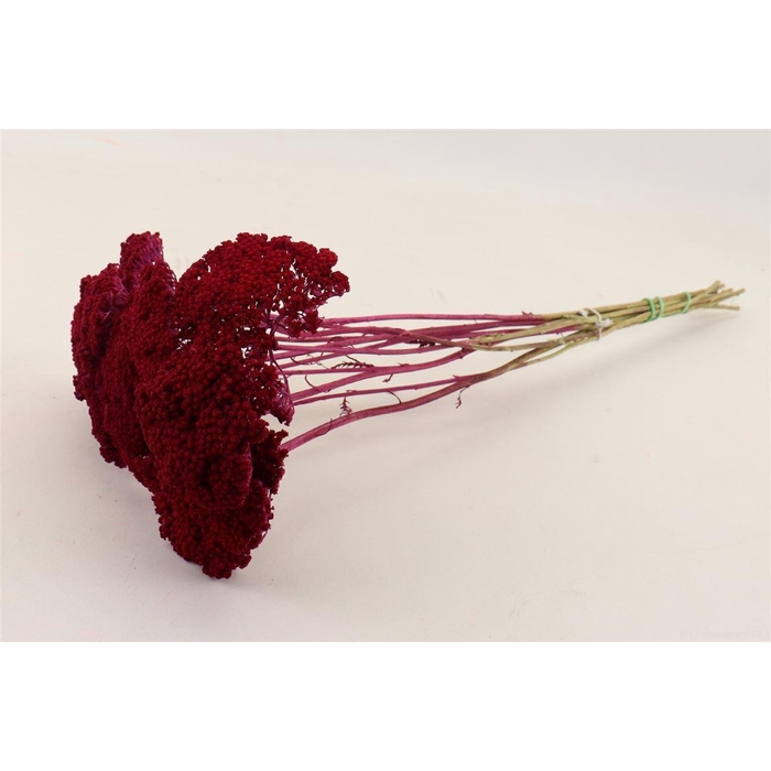 <h4>Bunch Achillea Slv 100g L60</h4>