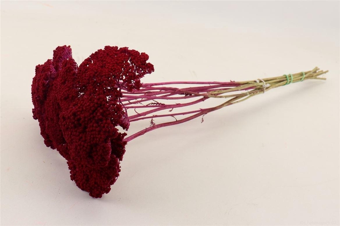 Bunch Achillea Slv 100g L60