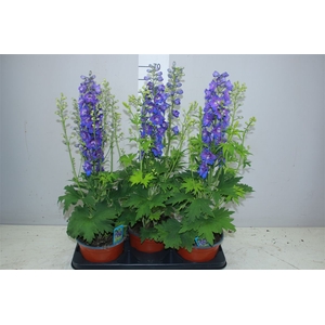 Delphinium Blue