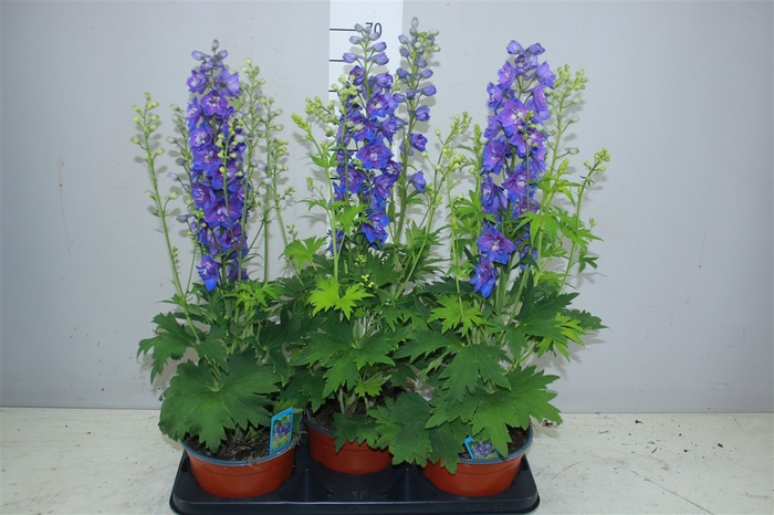 <h4>Delphinium Blue</h4>