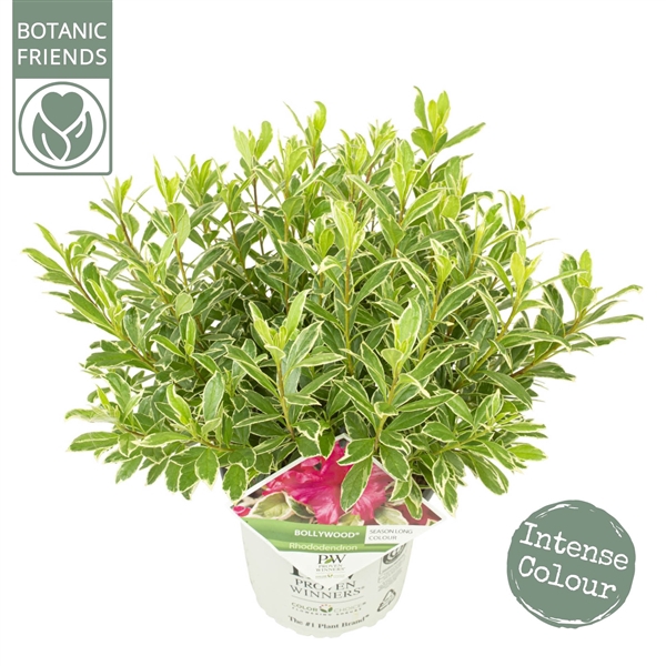 <h4>Rhododendron 'Bollywood' ®</h4>