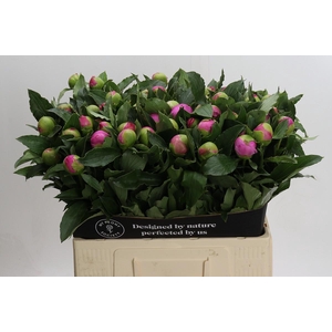 Paeonia Monsieur Jules Elie