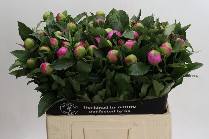 <h4>Paeonia Monsieur Jules Elie</h4>