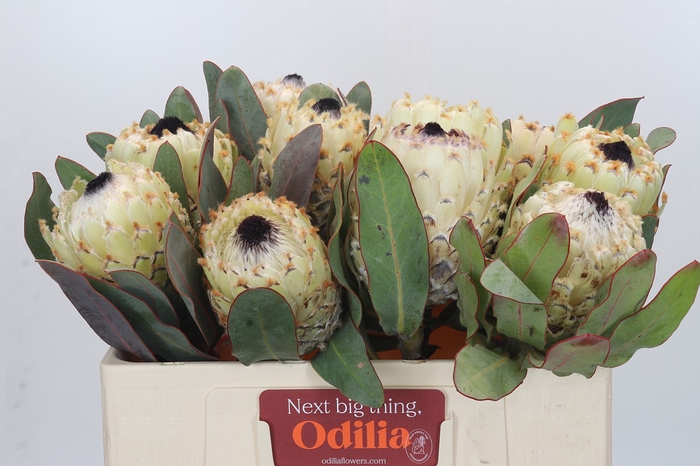 <h4>Protea Barbigera Ice Queen Air</h4>