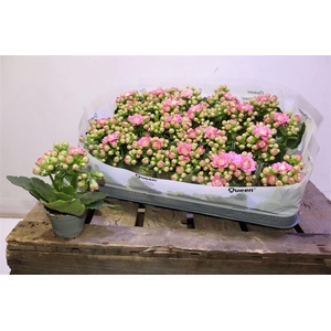 arr8 Kal Ge Mf Adelaide