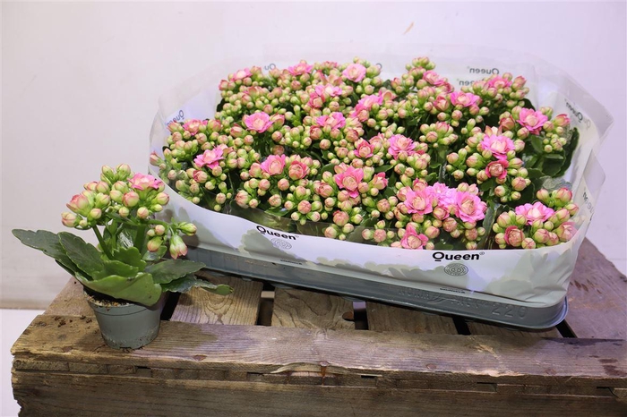 <h4>arr8 Kal Ge Mf Adelaide</h4>