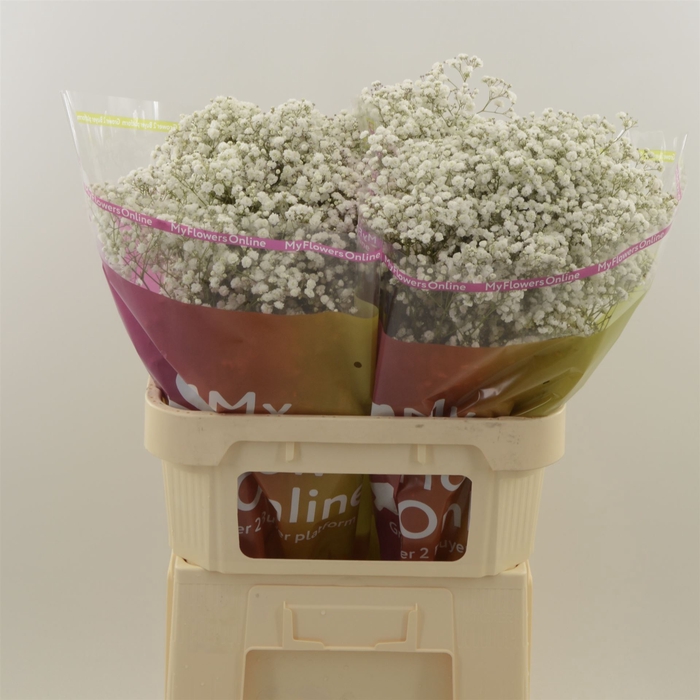 <h4>Gypsophila Paniculata Xlence</h4>