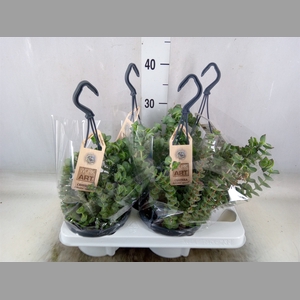 Crassula marnieriana