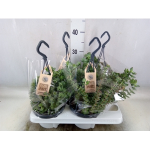 Crassula marnieriana