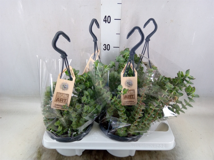 <h4>Crassula marnieriana</h4>