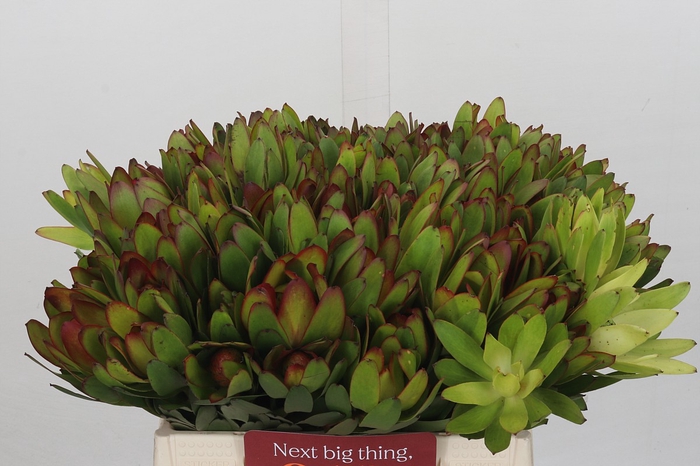Leucadendron Goldstrike