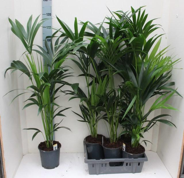 <h4>HOWEA FORSTERIANA</h4>