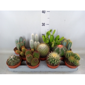 Cactus   ...mix