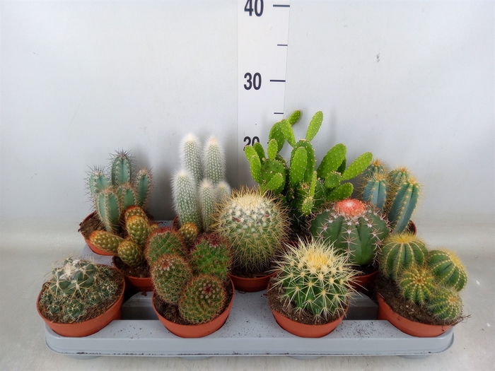 <h4>Cactus   ...mix</h4>