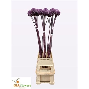 Allium Summer Drummer 100cm Extra