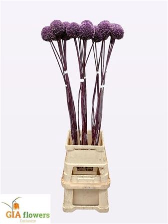 <h4>Allium Summer Drummer 100cm Extra</h4>