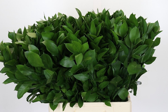 <h4>Ruscus Hypophyllum</h4>