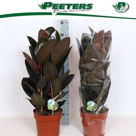 <h4>Fic El Abidjan 3 Stek Toef</h4>