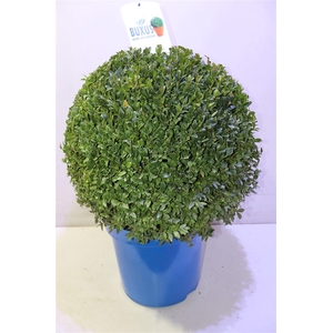 Buxu Sempervirens