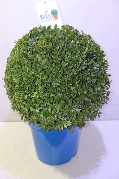 <h4>Buxu Sempervirens</h4>