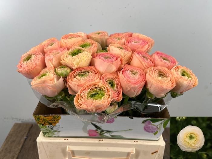 <h4>RAN SU GRAND PASTEL</h4>