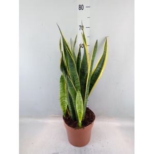 Sansevieria trifa. 'Laurentii'