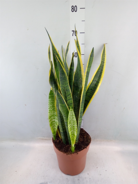 <h4>Sansevieria trifa. 'Laurentii'</h4>