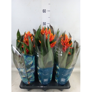 Aechmea  'Pepita Elegant Flames'