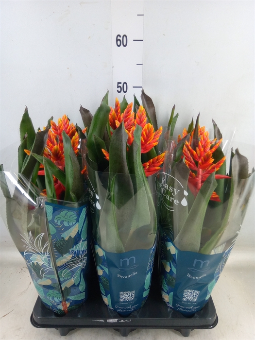 <h4>Aechmea  'Pepita Elegant Flames'</h4>