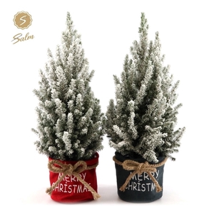 Picea gl. 'December'® P19 in Bag X-mas Duo + Snow