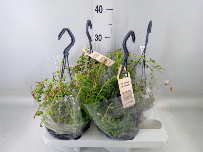 <h4>Senecio   ...</h4>