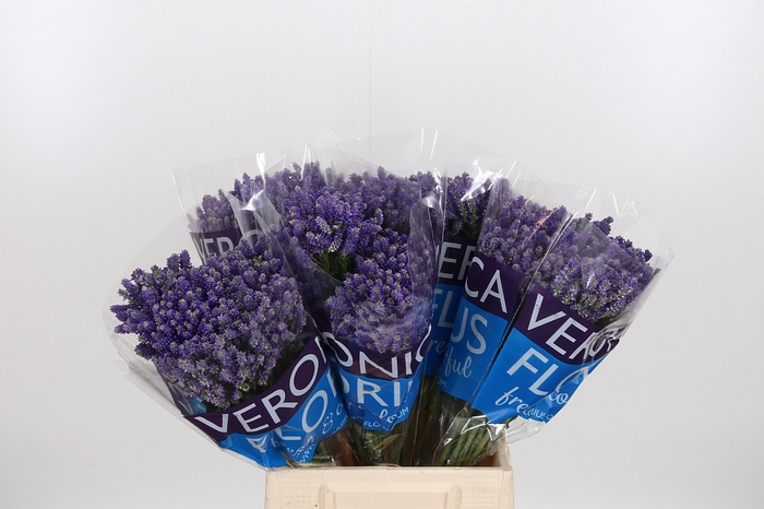 <h4>Veron Smart Fountain</h4>