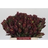 Leucadendron Senorita