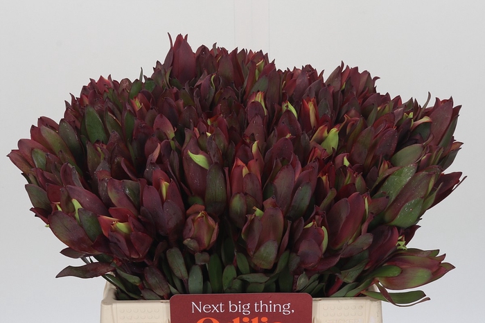 Leucadendron Senorita