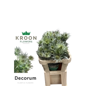 ERYN LOVE WHIT GREEN Eryngium Love white green 75 jumbo