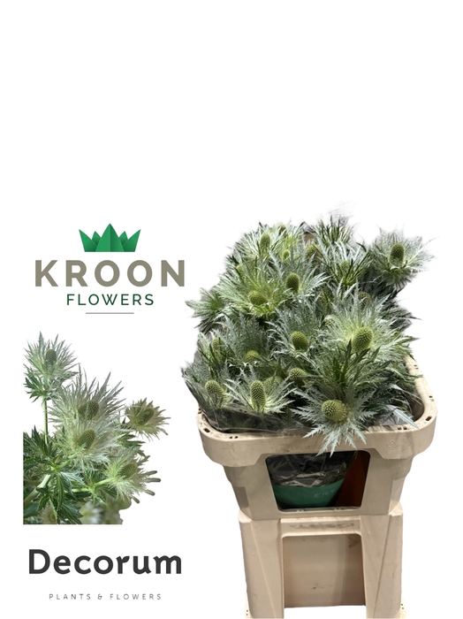 <h4>ERYN LOVE WHIT GREEN Eryngium Love white green 75 jumbo</h4>