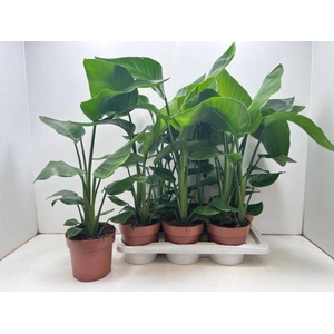 STRELITZIA NICOLAI