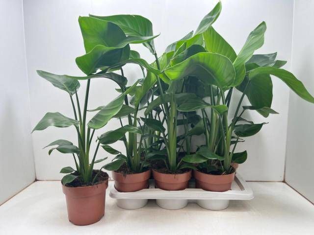 <h4>STRELITZIA NICOLAI</h4>