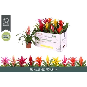 BROMELIA GEM 6 SRT