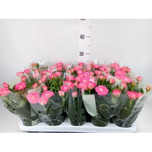 Rosa 'Fame Kordana'