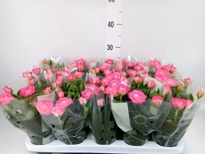 <h4>Rosa  'Fame Kordana'</h4>