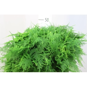 Asparagus Setaceus 1e Veren