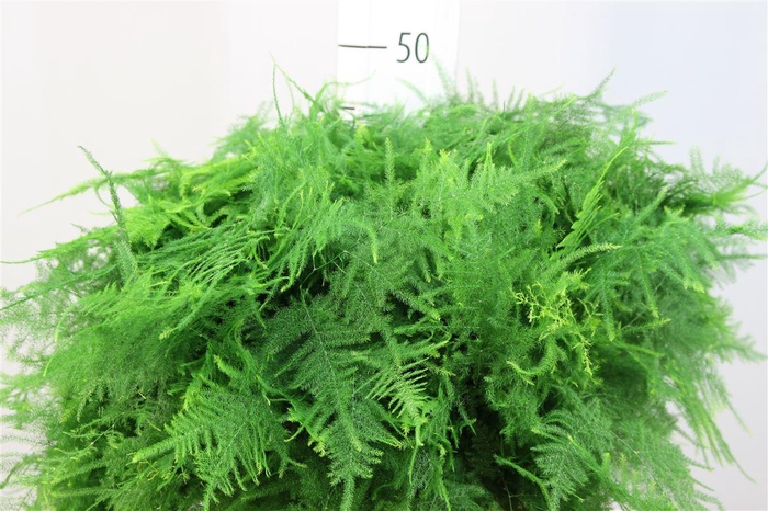 <h4>Asparagus Setaceus 1e Veren</h4>