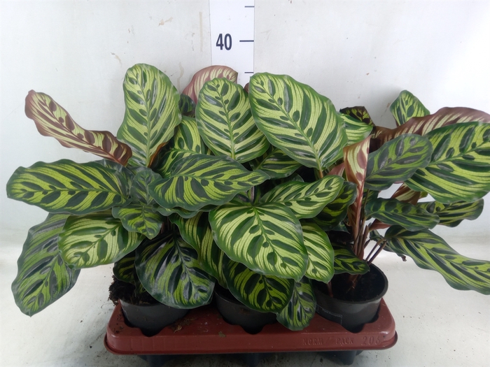 <h4>Calathea makoyana</h4>