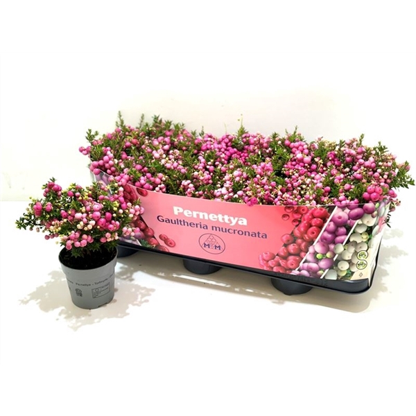 <h4>Gaultheria mucronata Roze</h4>