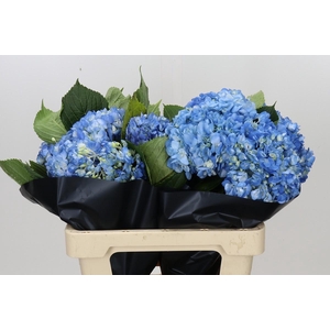 Hydrangea Premium Natural Shocking Blue